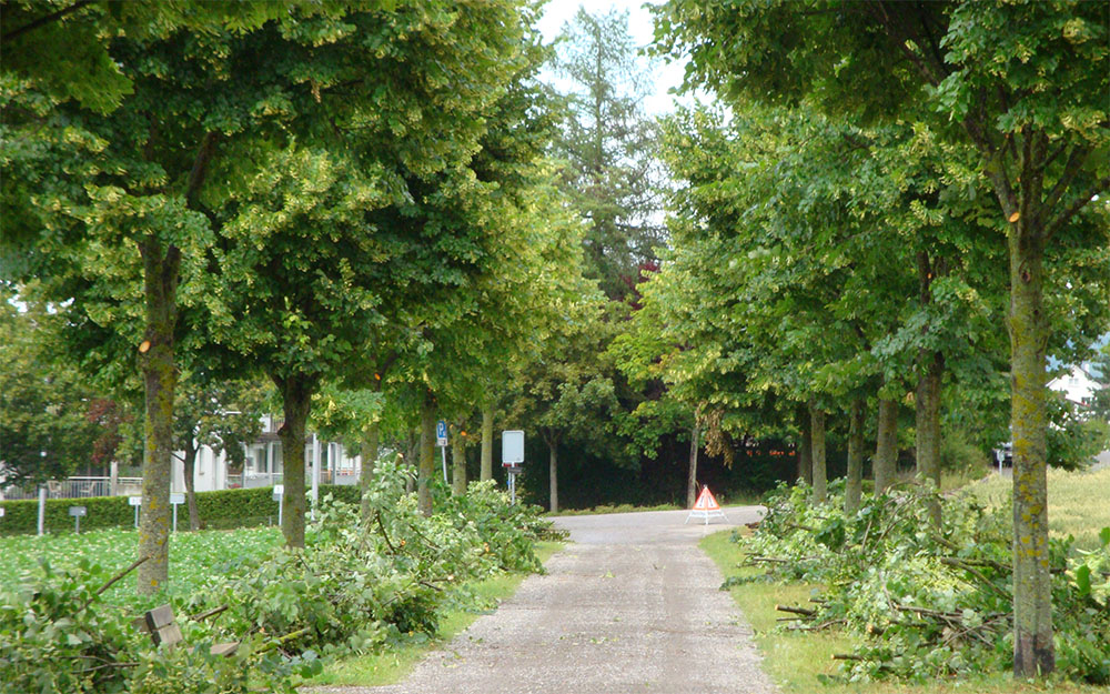 Baumpflege