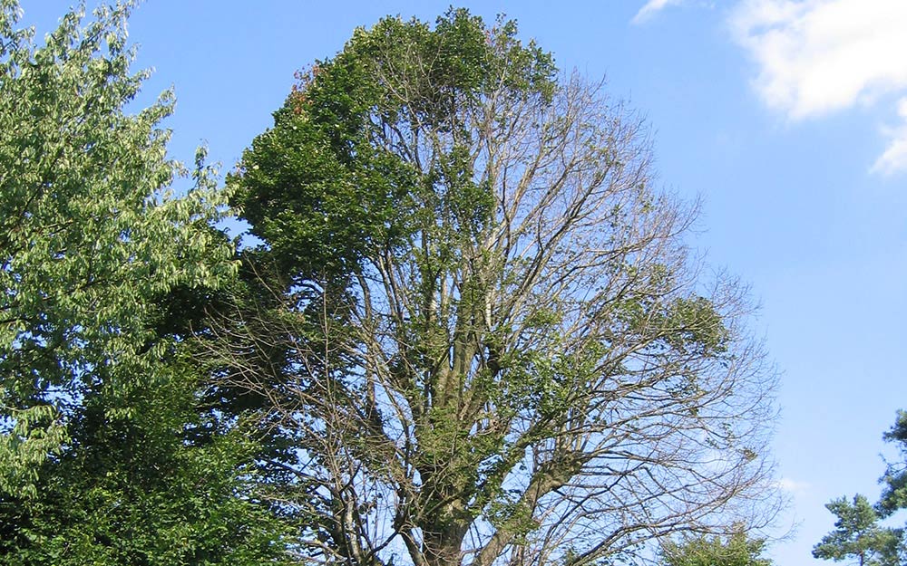 Baumuntersuchung