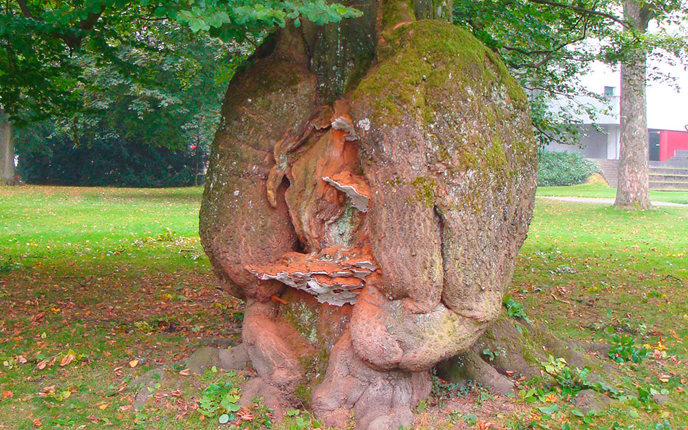 Baumpilz Baumuntersuchung