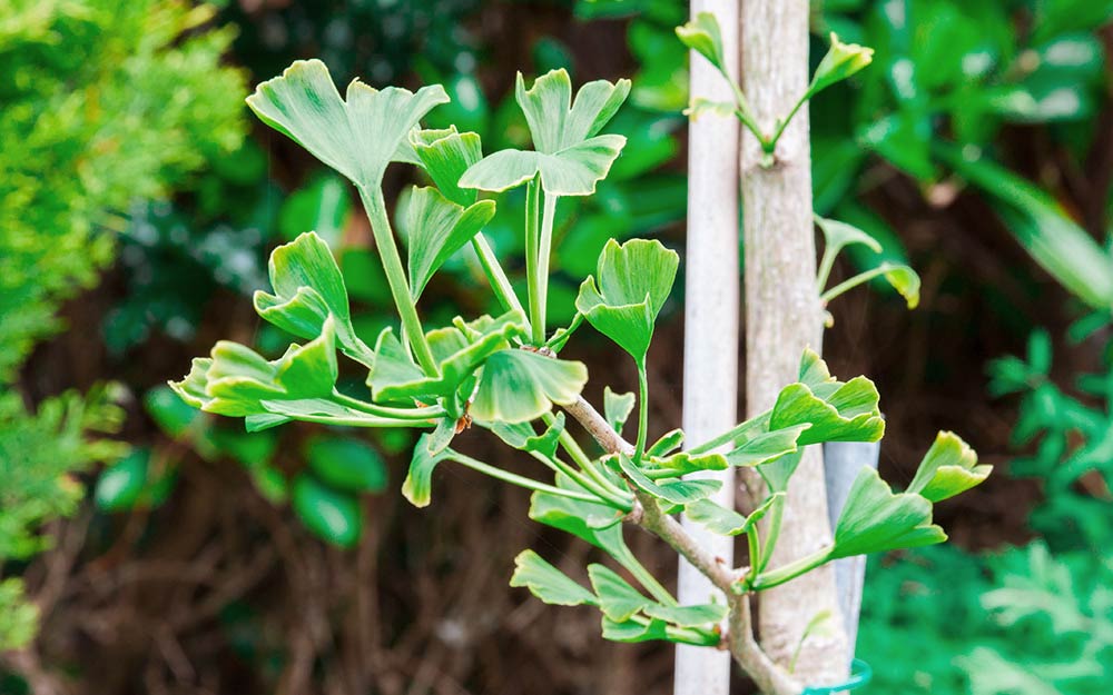 Ginko Jungbaum