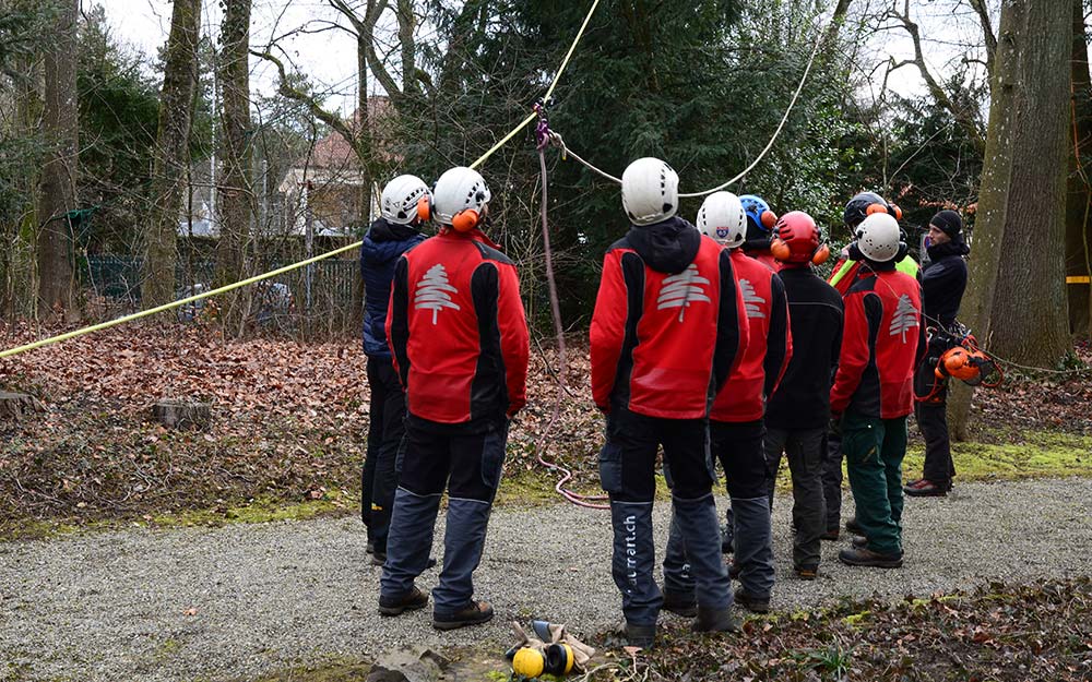 Baumpflegespezialisten Baumart im Park