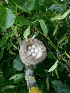 Vogelnest im Baum